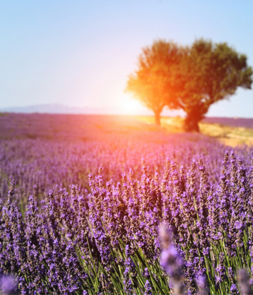 Cosmétiques et gamme Maison Made in Provence